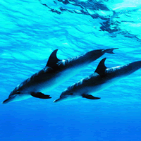 海豚QQ头像_www.qqtu8.net