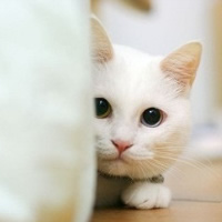 可爱小猫_www.qqtu8.net