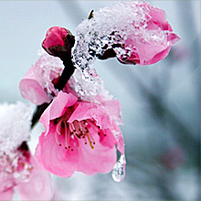雪中高清花卉_www.qqtu8.net