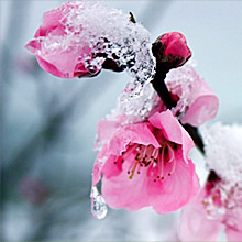 雪中高清花卉_www.qqtu8.net