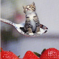 小猫也卖萌可爱猫咪头像_www.qqtu8.net