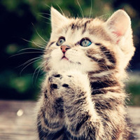 小猫也卖萌可爱猫咪头像_www.qqtu8.net