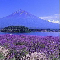 富士山下的樱花绝美风景头像_www.qqtu8.net