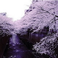富士山下的樱花绝美风景头像_www.qqtu8.net
