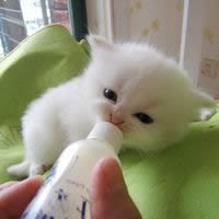 温顺可爱的小猫咪头像_www.qqtu8.net