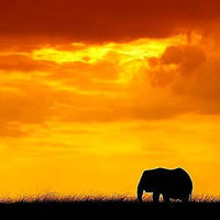 迷人的非洲风景头像_www.qqtu8.net