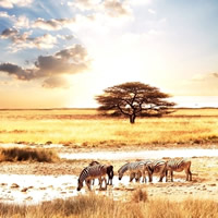 神秘的非洲草原风景头像_www.qqtu8.net