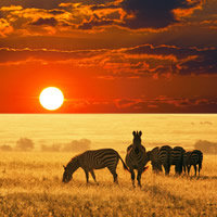 神秘的非洲草原风景头像_www.qqtu8.net