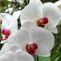 白色系列花卉_www.qqtu8.net