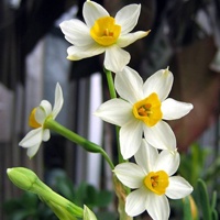 白色系列花卉_www.qqtu8.net