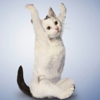 小猫练瑜伽_www.qqtu8.net