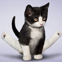 小猫练瑜伽_www.qqtu8.net