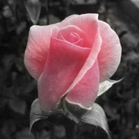 玫瑰有刺_www.qqtu8.net
