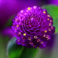 紫色浪漫_www.qqtu8.net