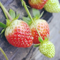 草莓的季节快过去_www.qqtu8.net