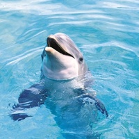 海豚的声音_www.qqtu8.net