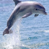 海豚的声音_www.qqtu8.net