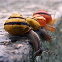 蜗牛的世界_www.qqtu8.net