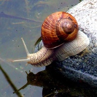 蜗牛的世界_www.qqtu8.net