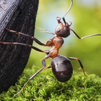 小蚂蚁力量大_www.qqtu8.net
