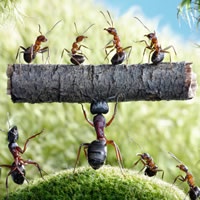 小蚂蚁力量大_www.qqtu8.net