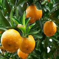 橘子熟了_www.qqtu8.net