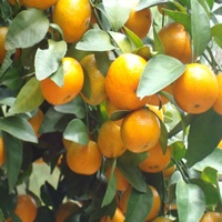 橘子熟了_www.qqtu8.net