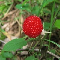 诱人野草莓_www.qqtu8.net