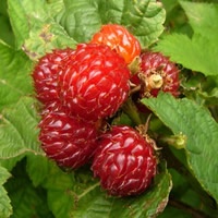 诱人野草莓_www.qqtu8.net